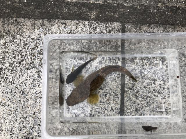 日記内の写真