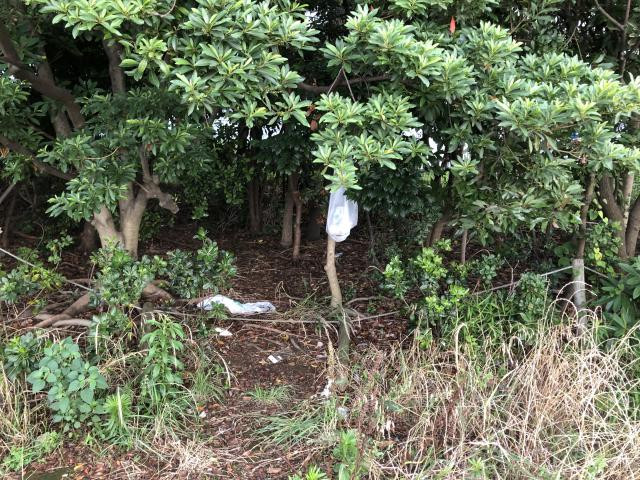 日記内の写真
