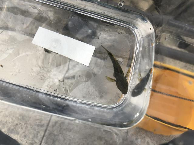 日記内の写真
