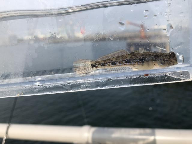 日記内の写真