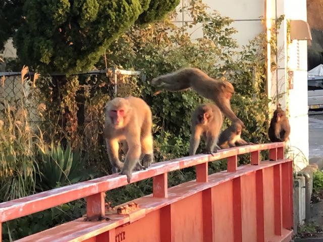 日記内の写真