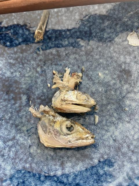 日記内の写真