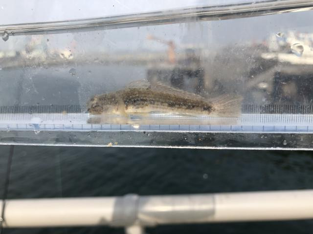 日記内の写真