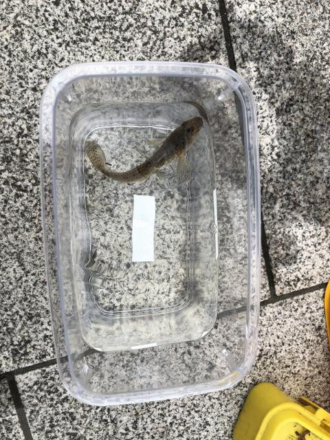 日記内の写真