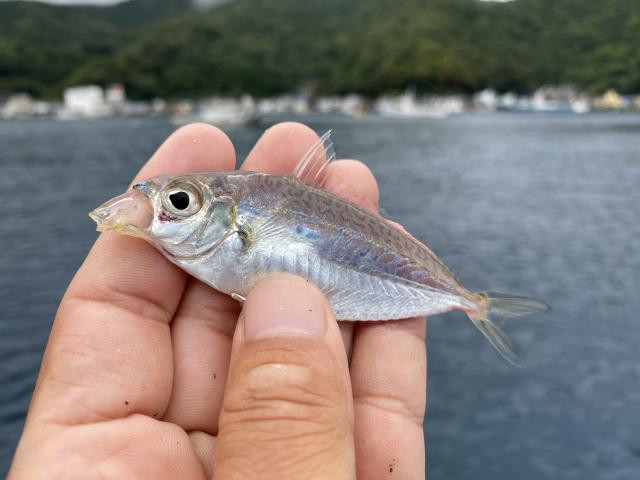 日記内の写真