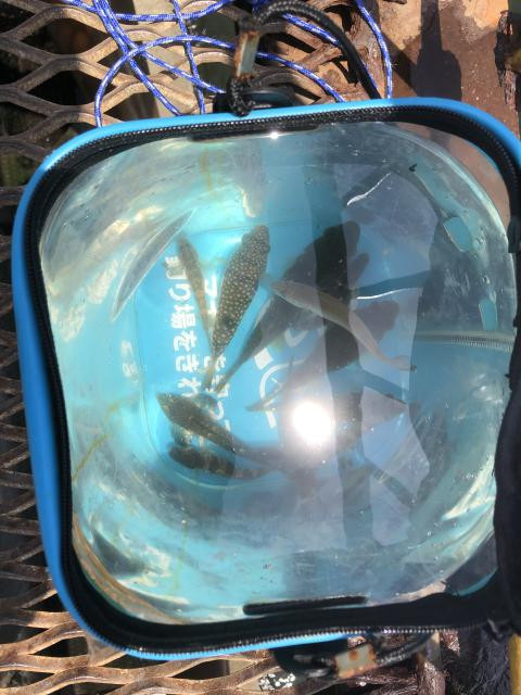 日記内の写真