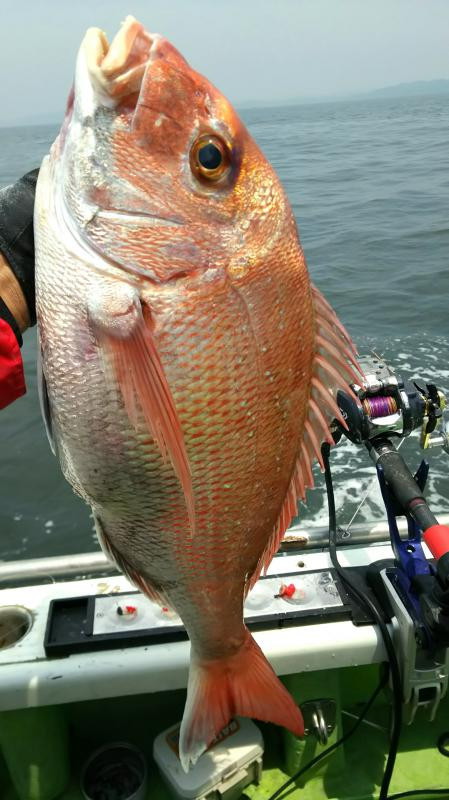 アジ大漁 嬉しい外道も 突発的ビシアジ乗船 鴨井港 かもい丸 釣りペディア