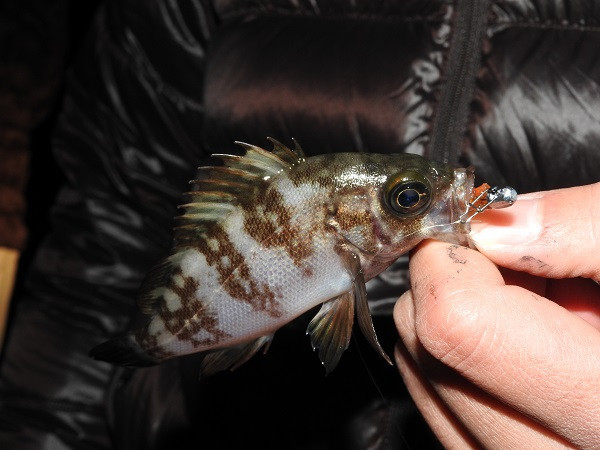 ひもｑというグミをワームに見立てて 釣りペディア