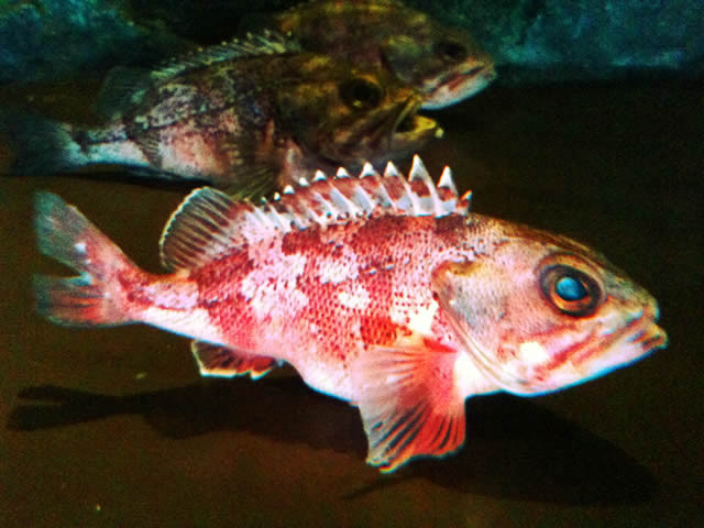 ゆめかさごページ ユメカサゴ（夢笠子） - 釣りペディア