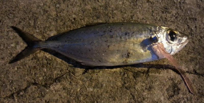 釣りペディア