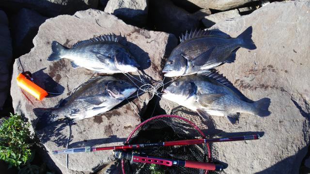 ゆりはまちページ Amazon | [Coomoors] ペチコート レディース Y字カバー ベージュ