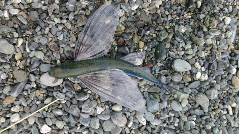 釣りペディア
