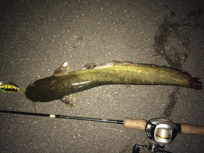 釣りペディア