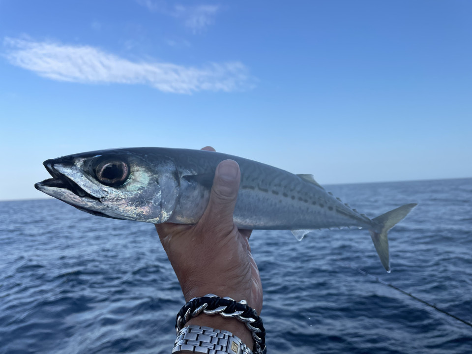 釣りペディア