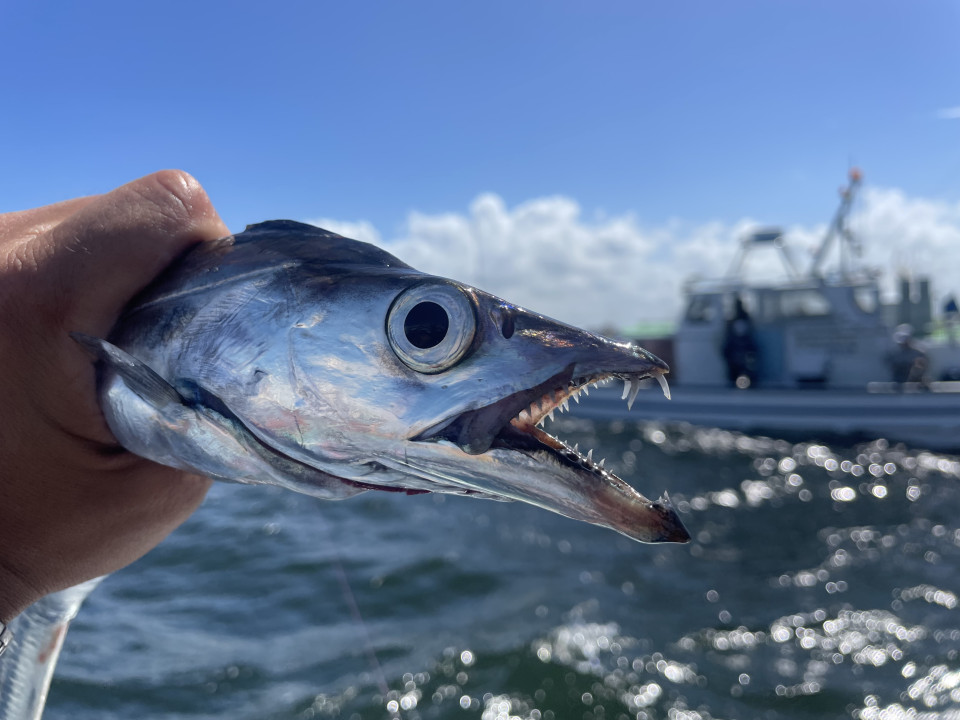 釣りペディア
