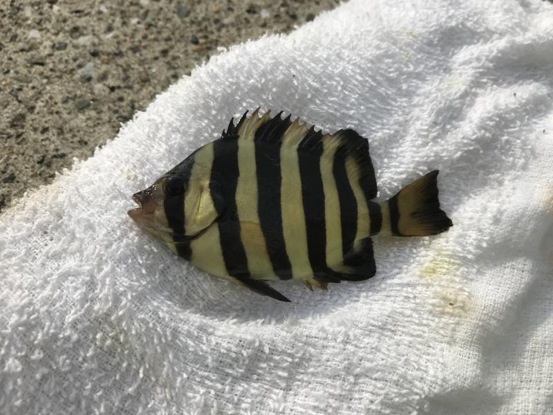 イシダイの牙 ゼニス SG 鳴瀬 石鯛 500/W339Y 極上品 イシダイ 口白 クエ アラ