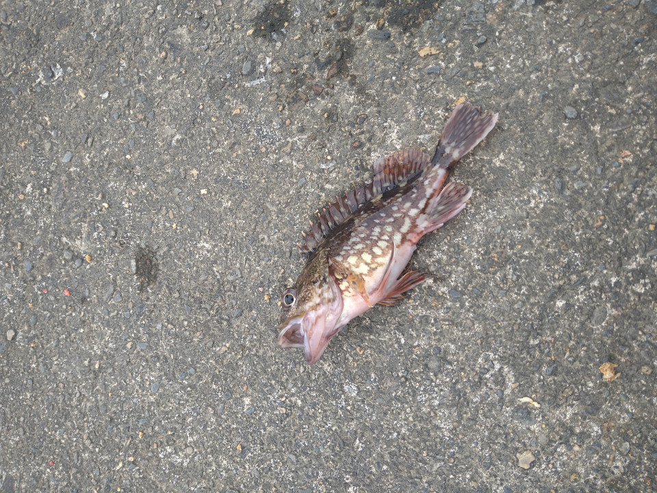 釣りペディア