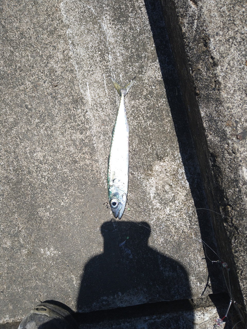 釣りペディア