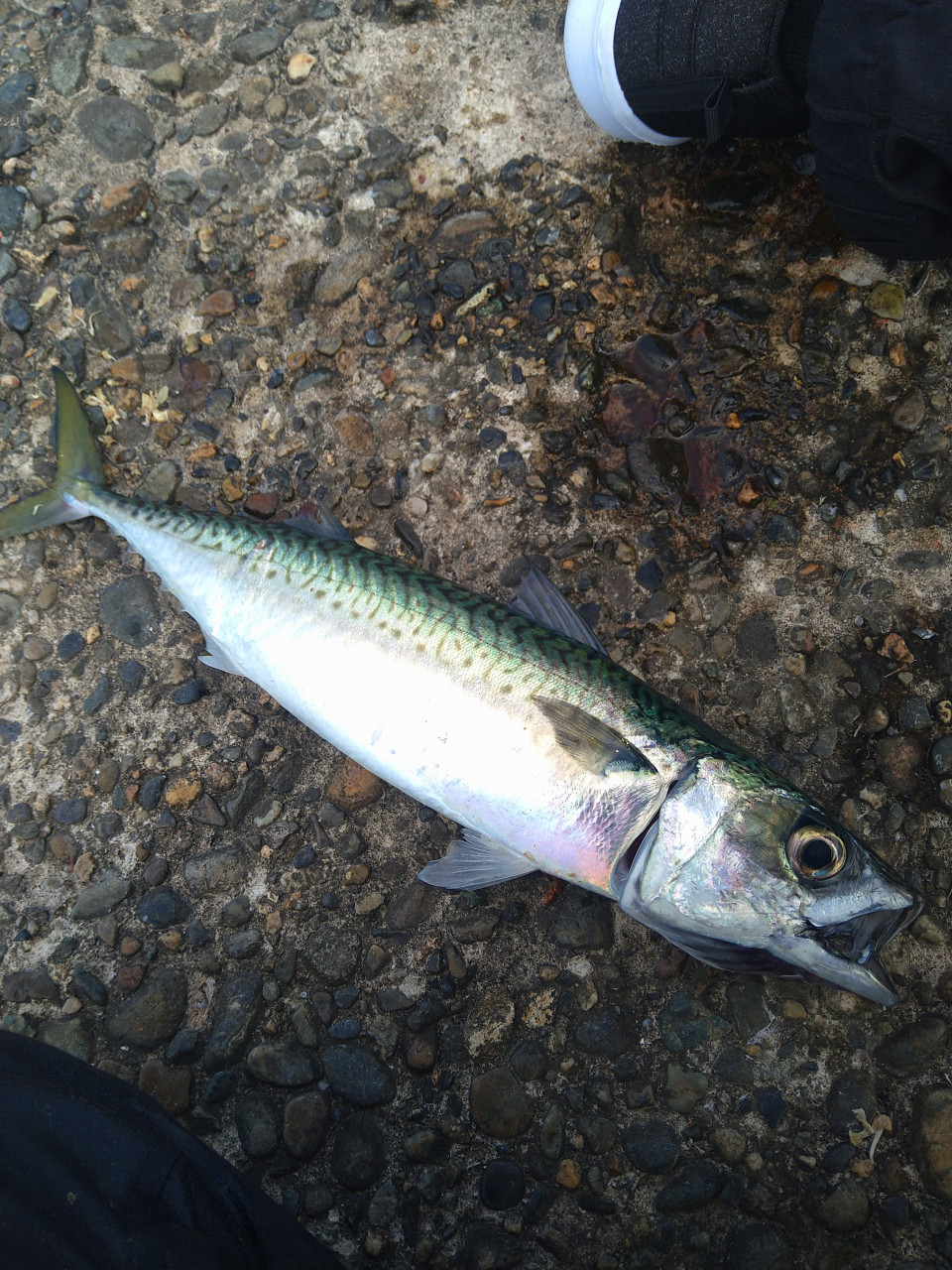 釣りペディア