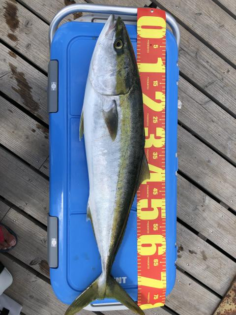 釣りペディア