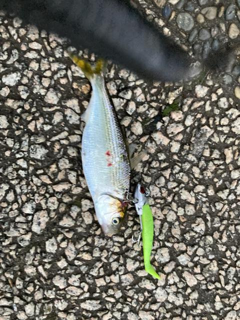 釣りペディア