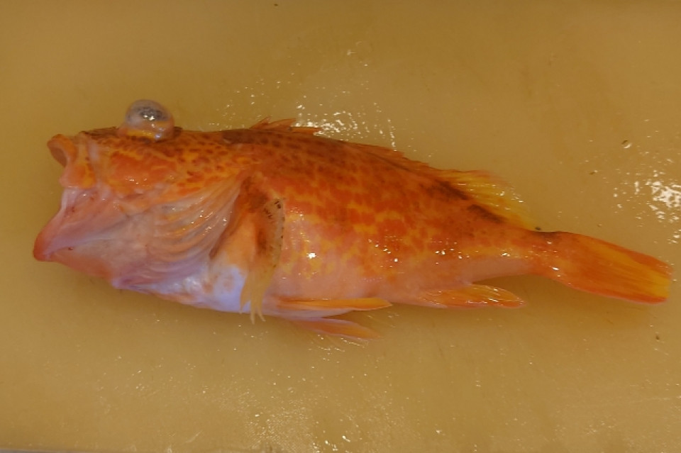 ユメカサゴ（夢笠子） - 釣りペディア