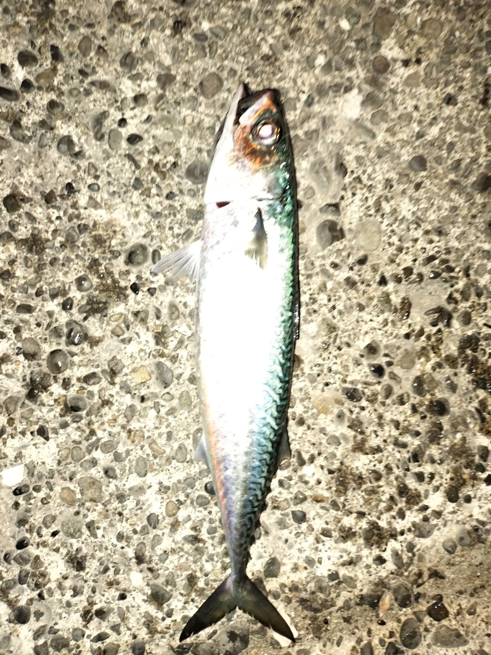 釣りペディア