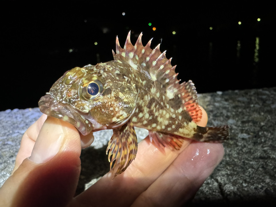 釣りペディア
