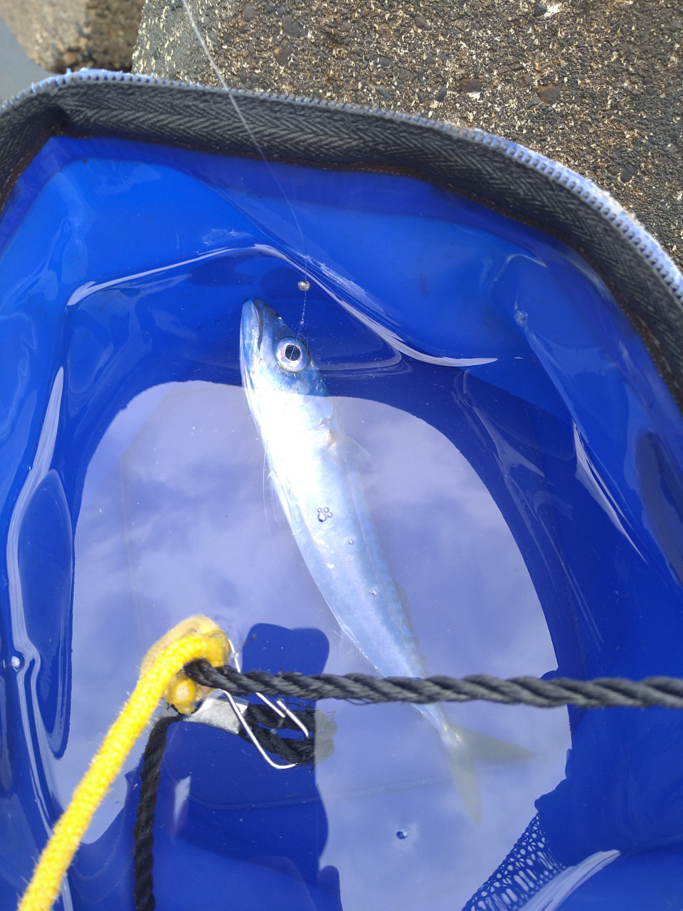 釣りペディア
