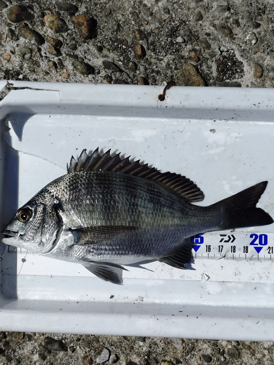 クロダイ（黒鯛） - 釣りペディア