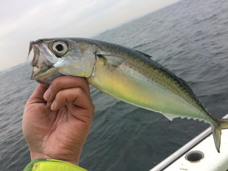 釣りペディア