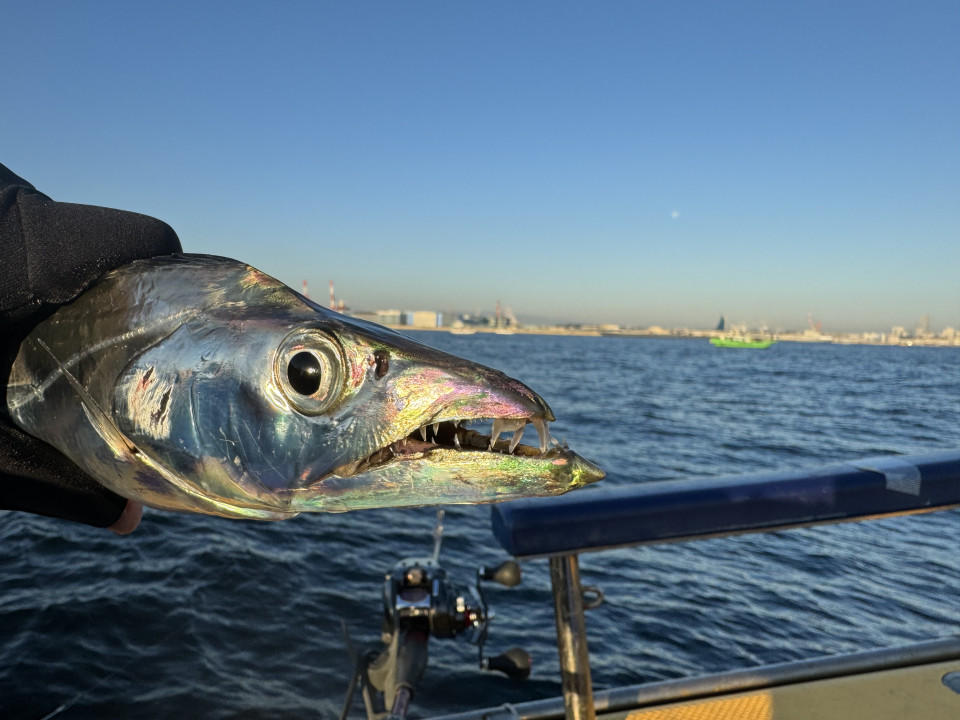 釣りペディア