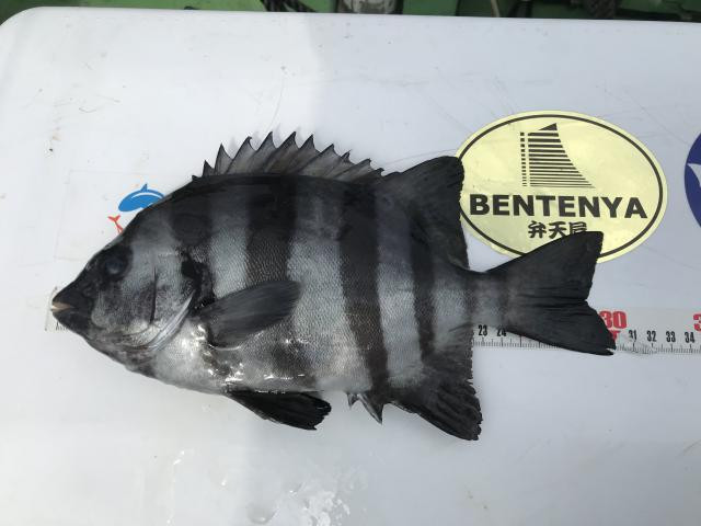 イシダイ（石鯛） - 釣りペディア