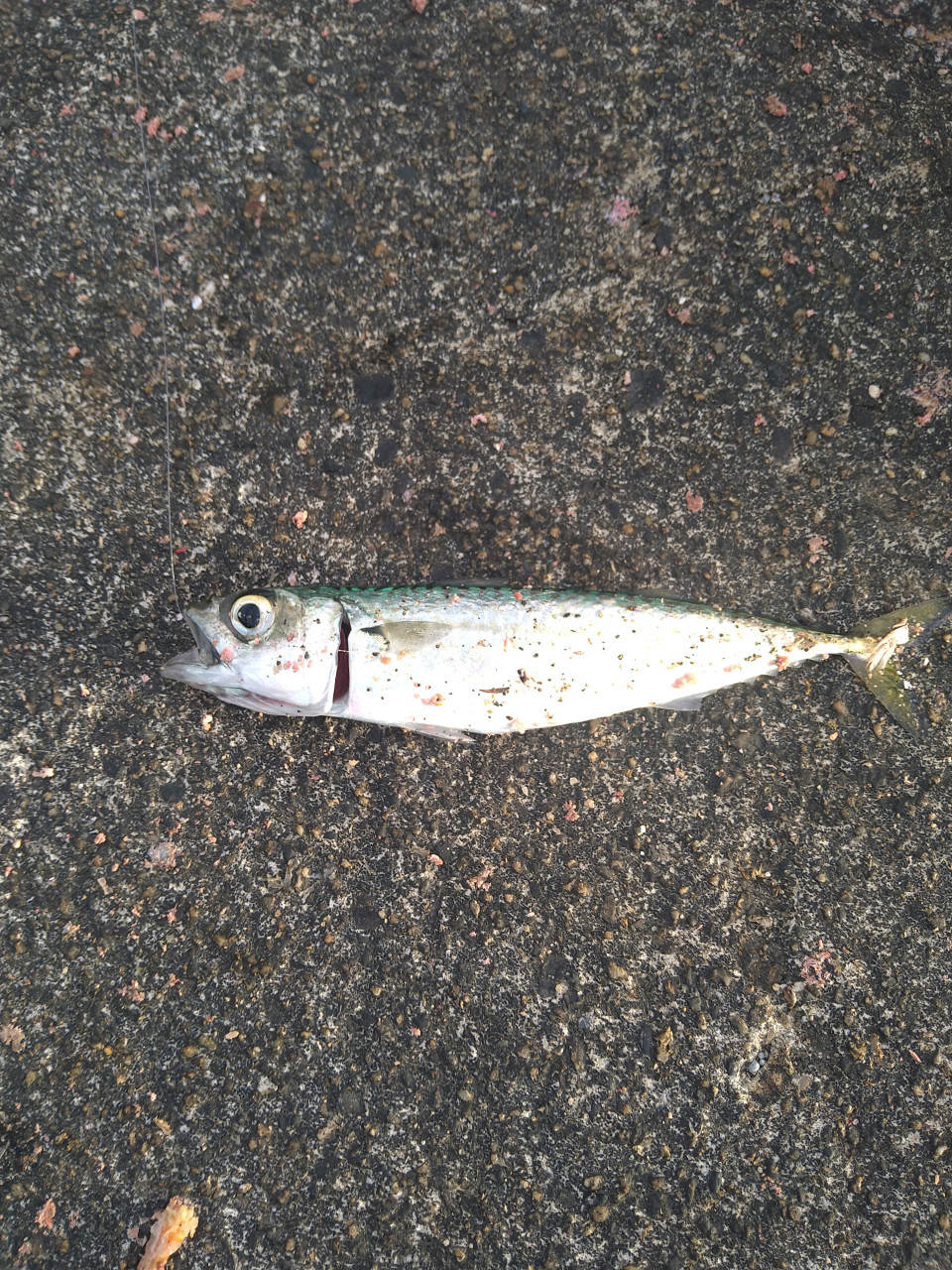 釣りペディア