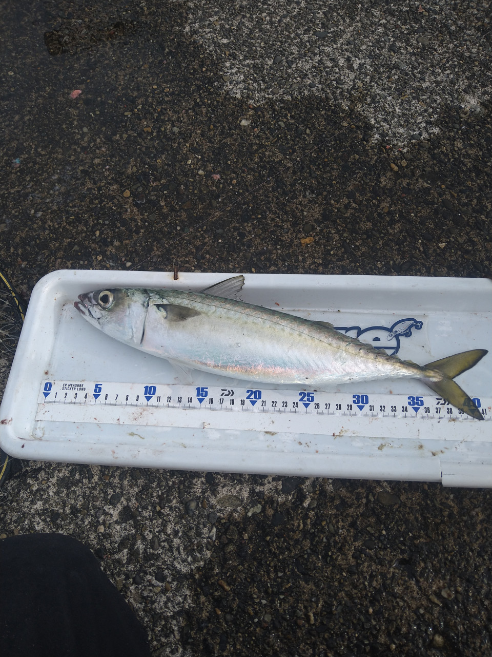 釣りペディア