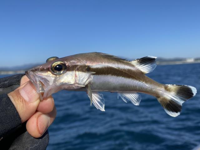 釣りペディア