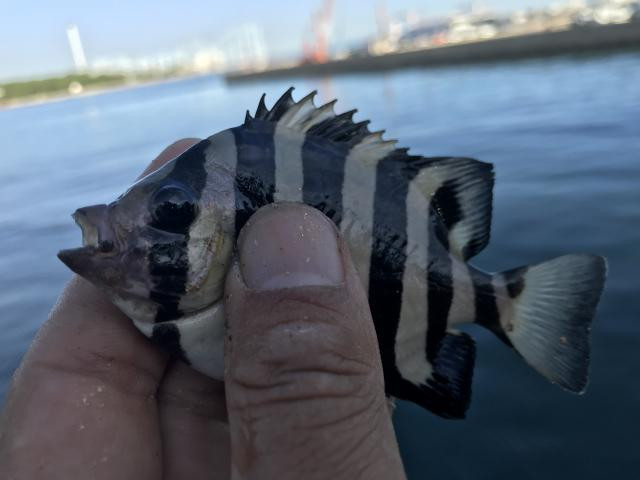 イシダイ（石鯛） - 釣りペディア