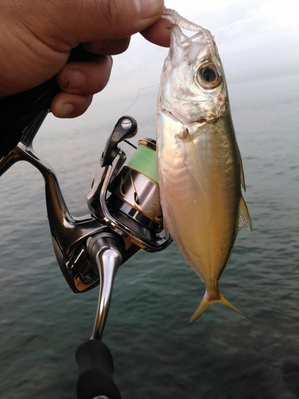 tomo@小魚釣り師さんの写真