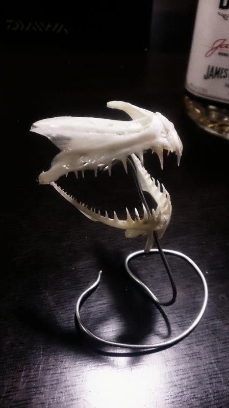 ゆうたろうの写真