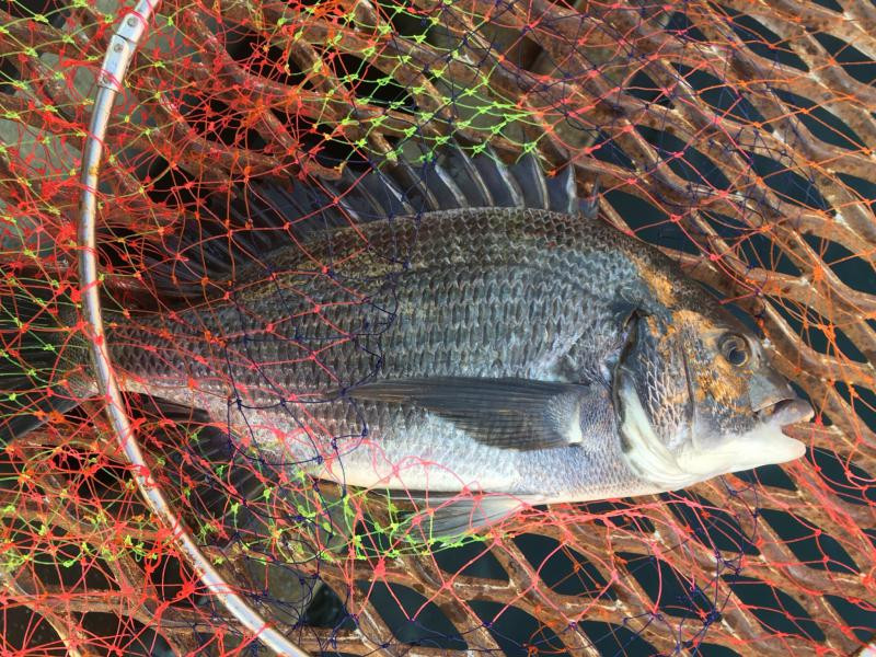 城ヶ島の磯へ海苔メジナ調査 短時間釣行
