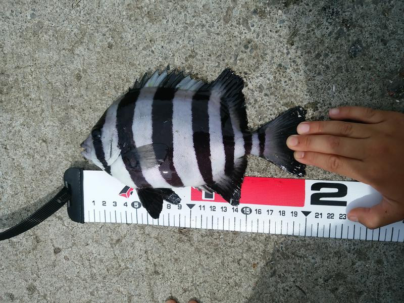 イシダイ（石鯛） - 釣りペディア