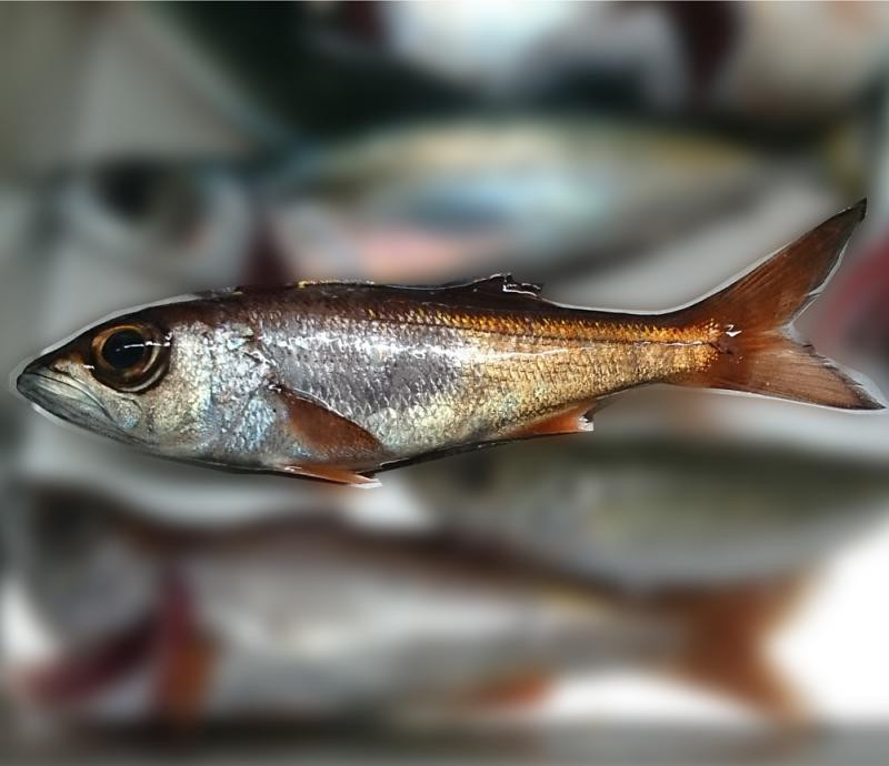 釣りペディア