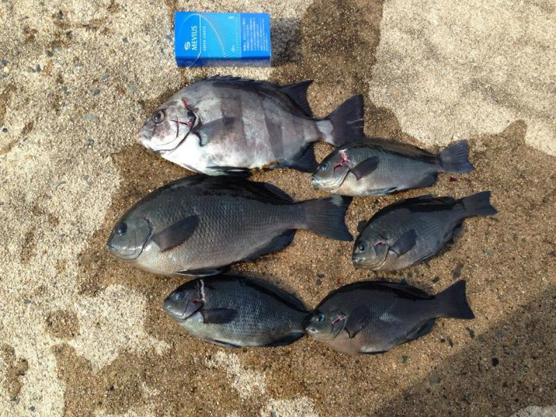 イシダイの牙 240719_seibu_Part1700-2_l.jpg.webp