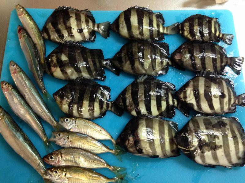 イシダイ（石鯛） - 釣りペディア