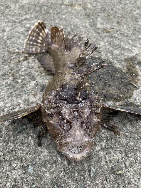 釣りバカ　ヒロポンさんの写真