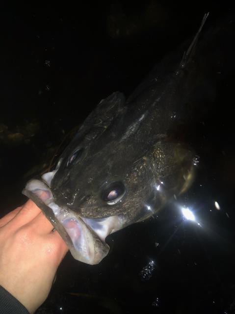 小鰯鯨さんの写真